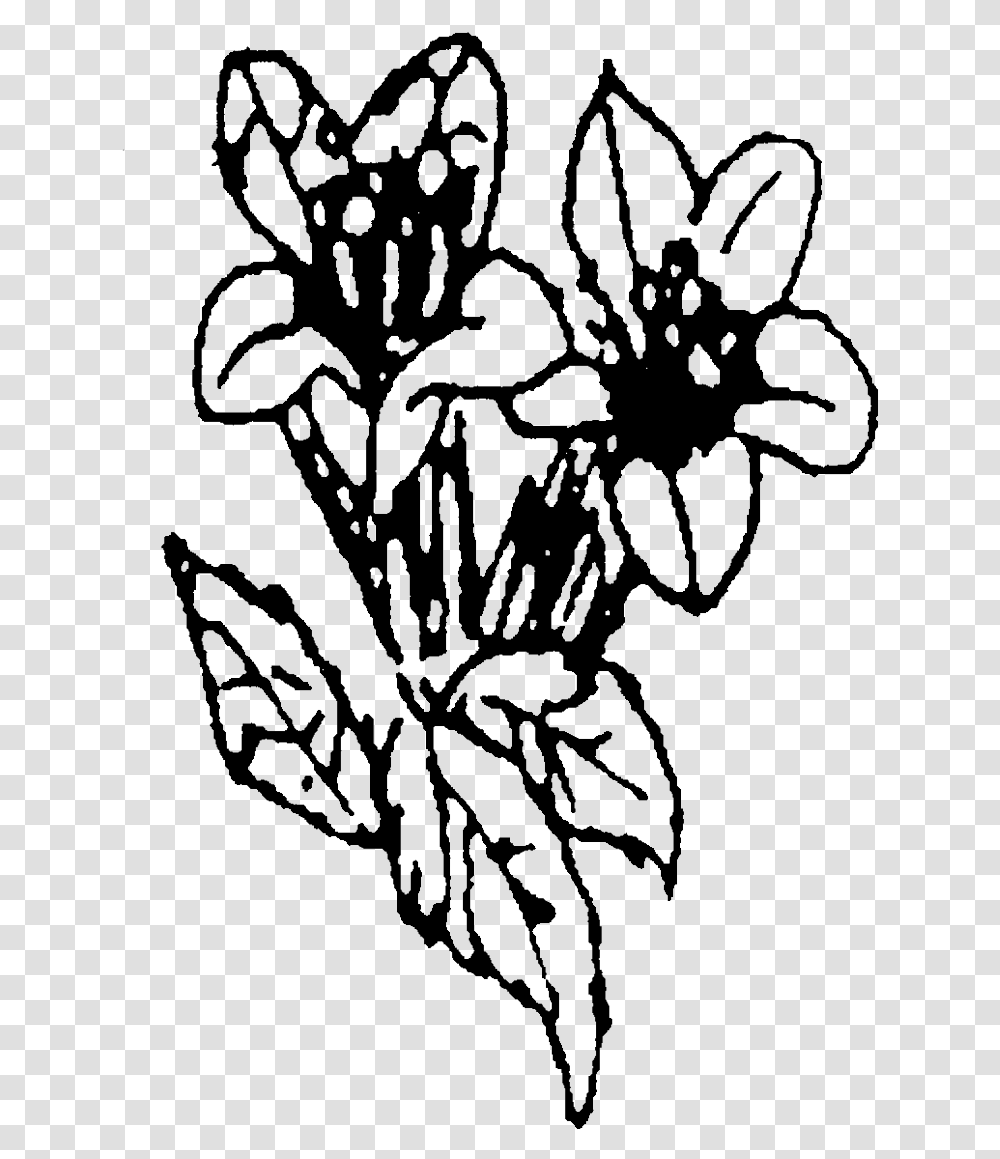 Tulip, Floral Design, Pattern Transparent Png