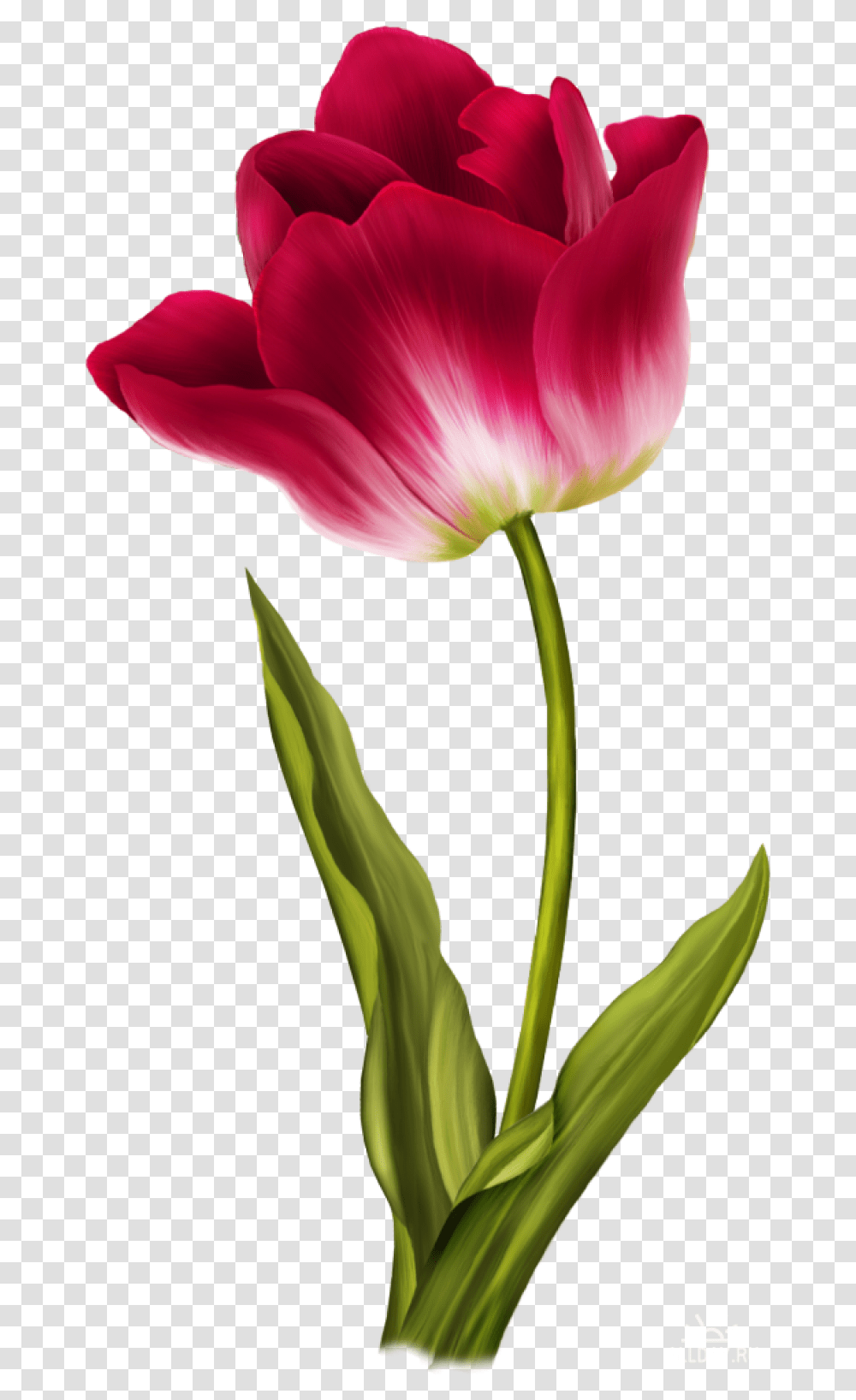 Tulip Image Flower Color Pencil Drawing, Plant, Blossom, Petal Transparent Png