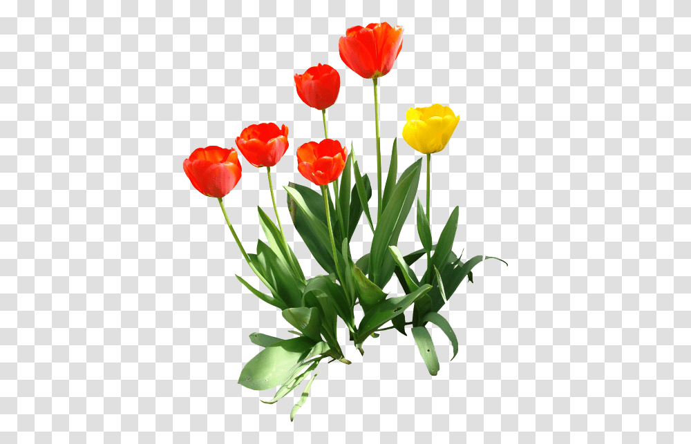 Tulip Image Hq Tulip, Plant, Flower, Blossom, Flower Arrangement Transparent Png
