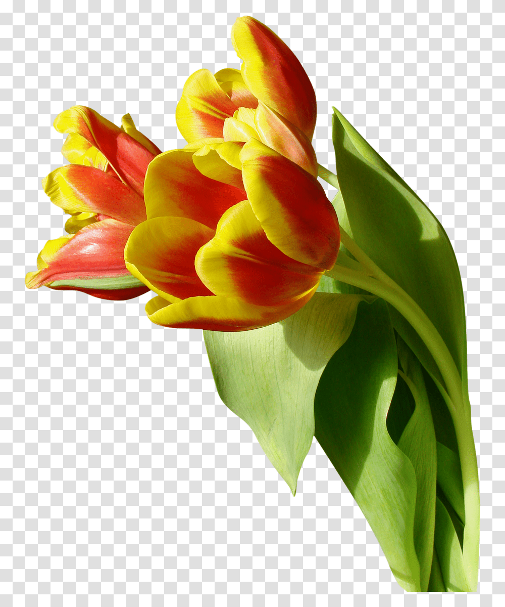 Tulip Image, Plant, Flower, Blossom, Flower Arrangement Transparent Png