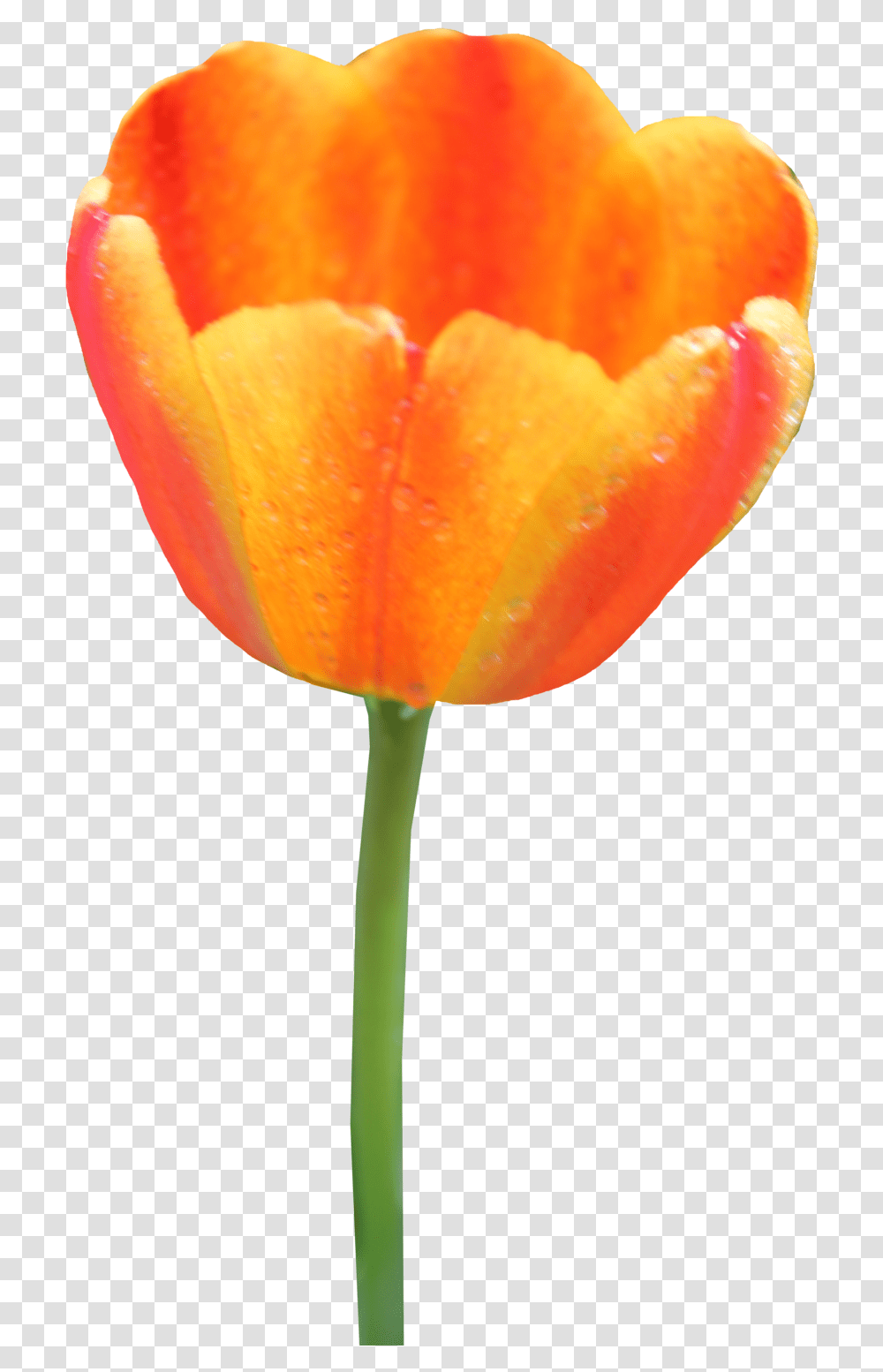 Tulip Image, Plant, Flower, Blossom, Fungus Transparent Png