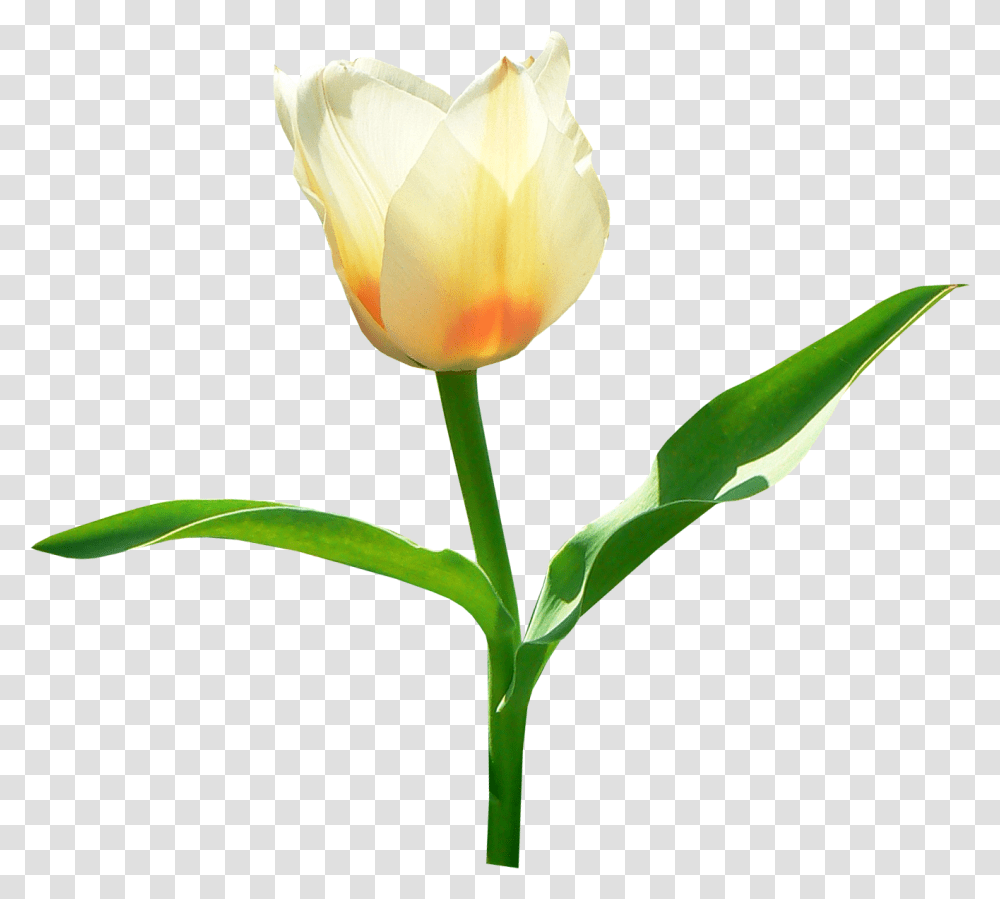Tulip Image, Plant, Flower, Blossom, Petal Transparent Png