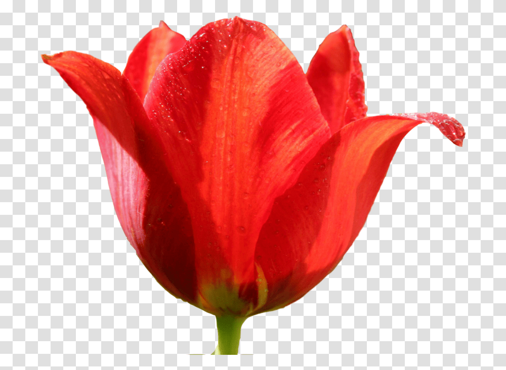 Tulip Image, Plant, Rose, Flower, Blossom Transparent Png