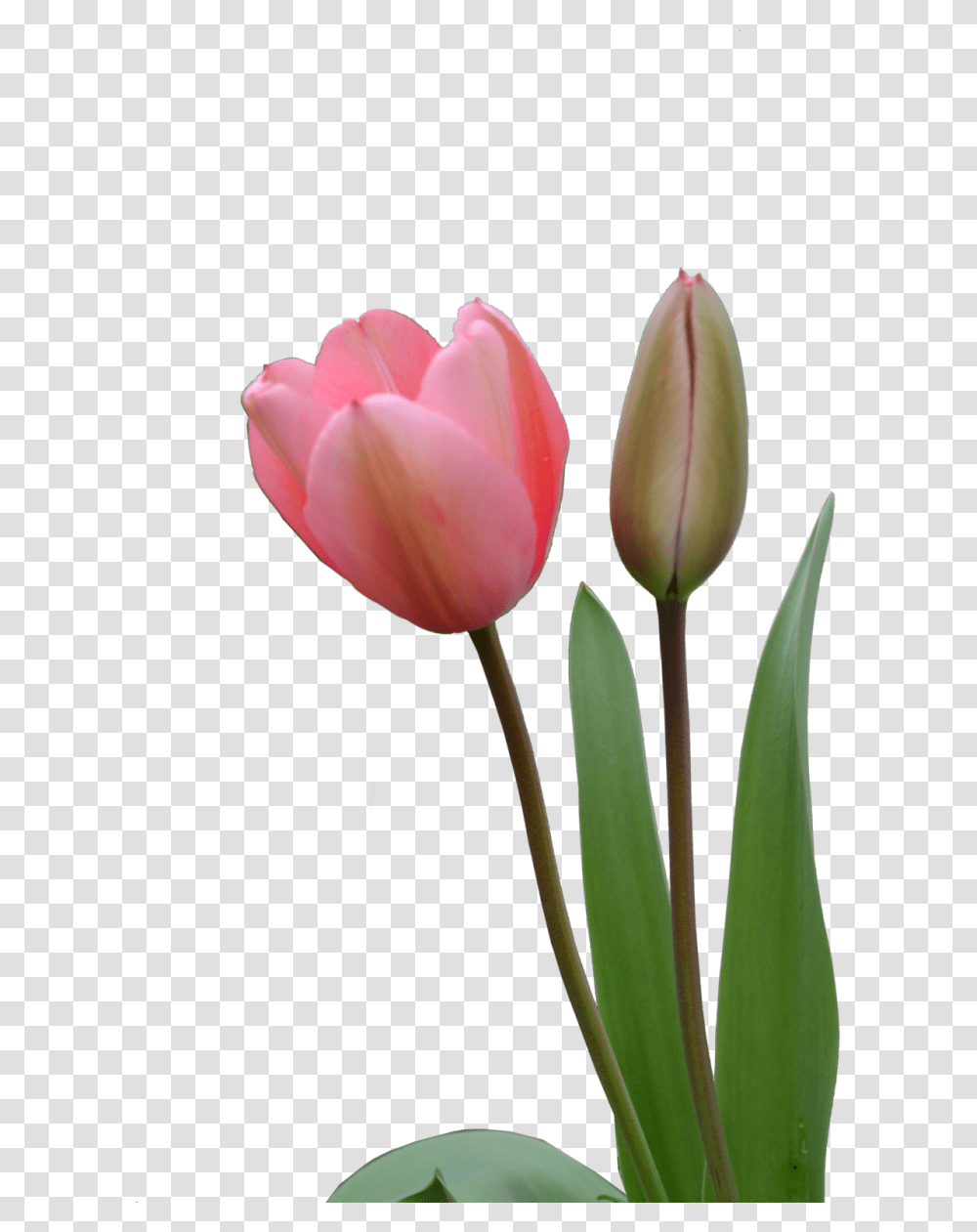 Tulip Image Purepng Free Cc0 Image Flower Bud Hd, Plant, Blossom Transparent Png