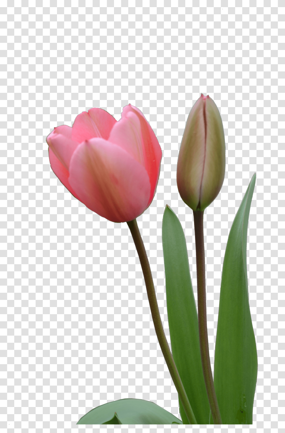 Tulip Image Tulip Bud, Plant, Flower, Blossom Transparent Png