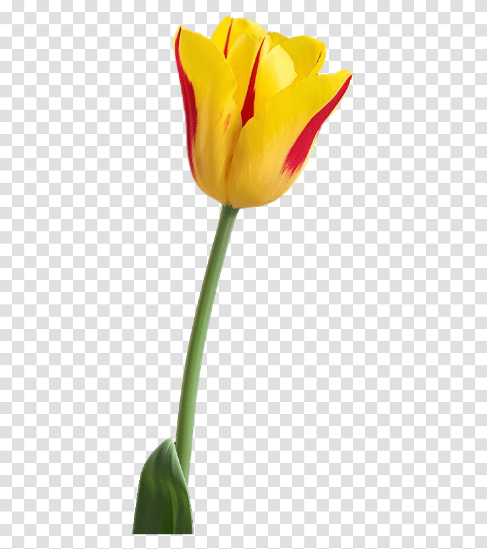 Tulip Image Tulip Flower Hd, Plant, Blossom Transparent Png