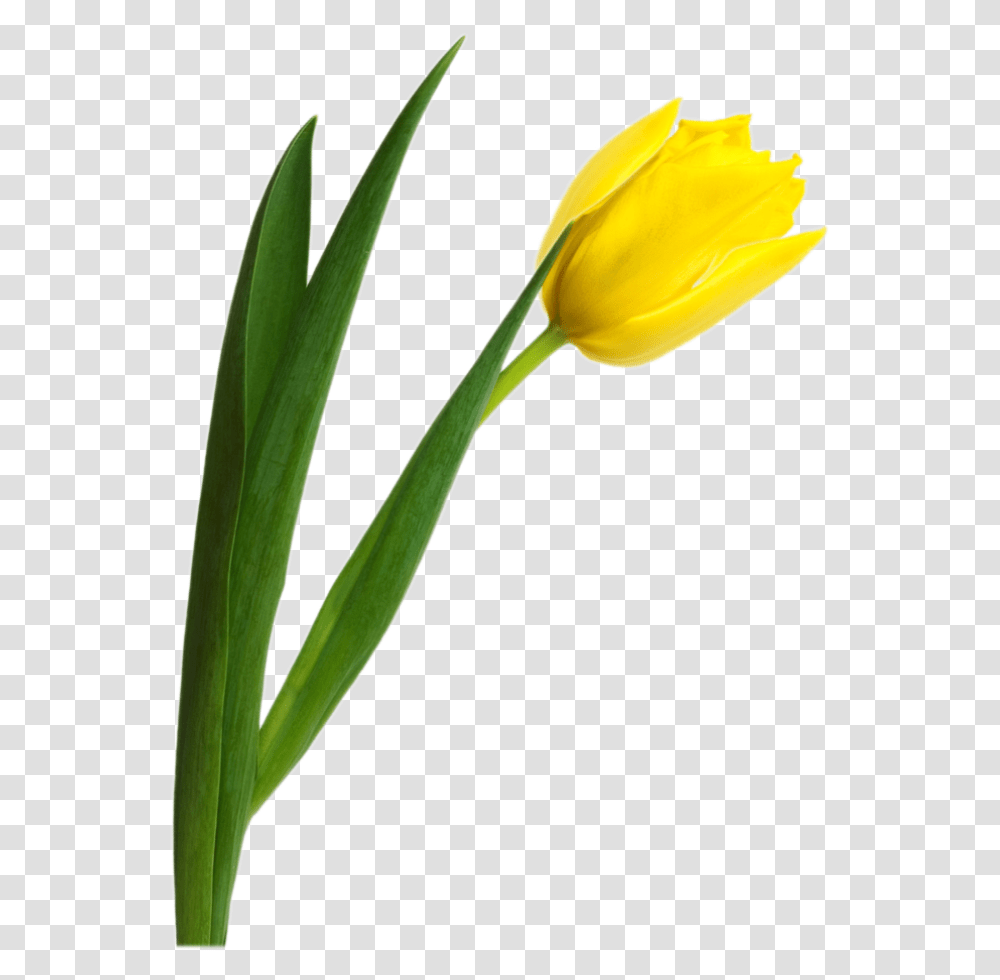 Tulip Image Yellow Tulip, Plant, Flower, Blossom, Petal Transparent Png