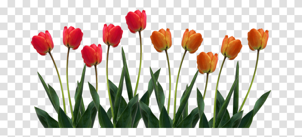 Tulip Images Clipart Tulips Clipart, Plant, Flower, Blossom, Petal Transparent Png