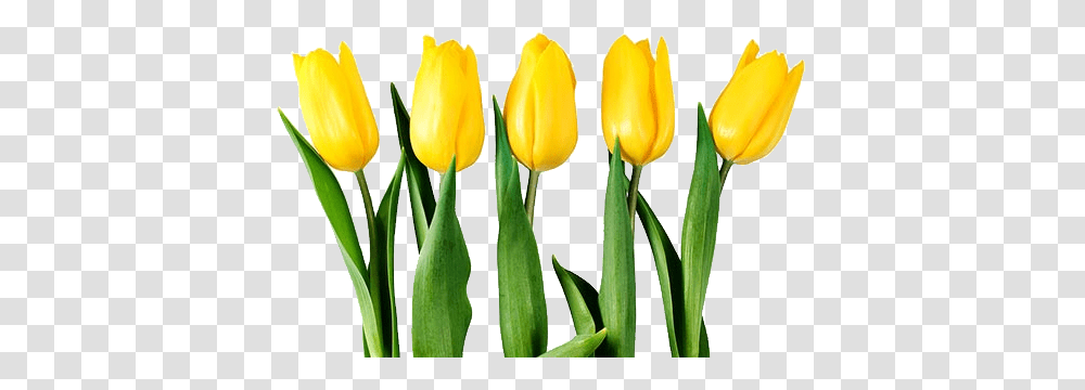 Tulip Images Free Download, Plant, Flower, Blossom, Petal Transparent Png