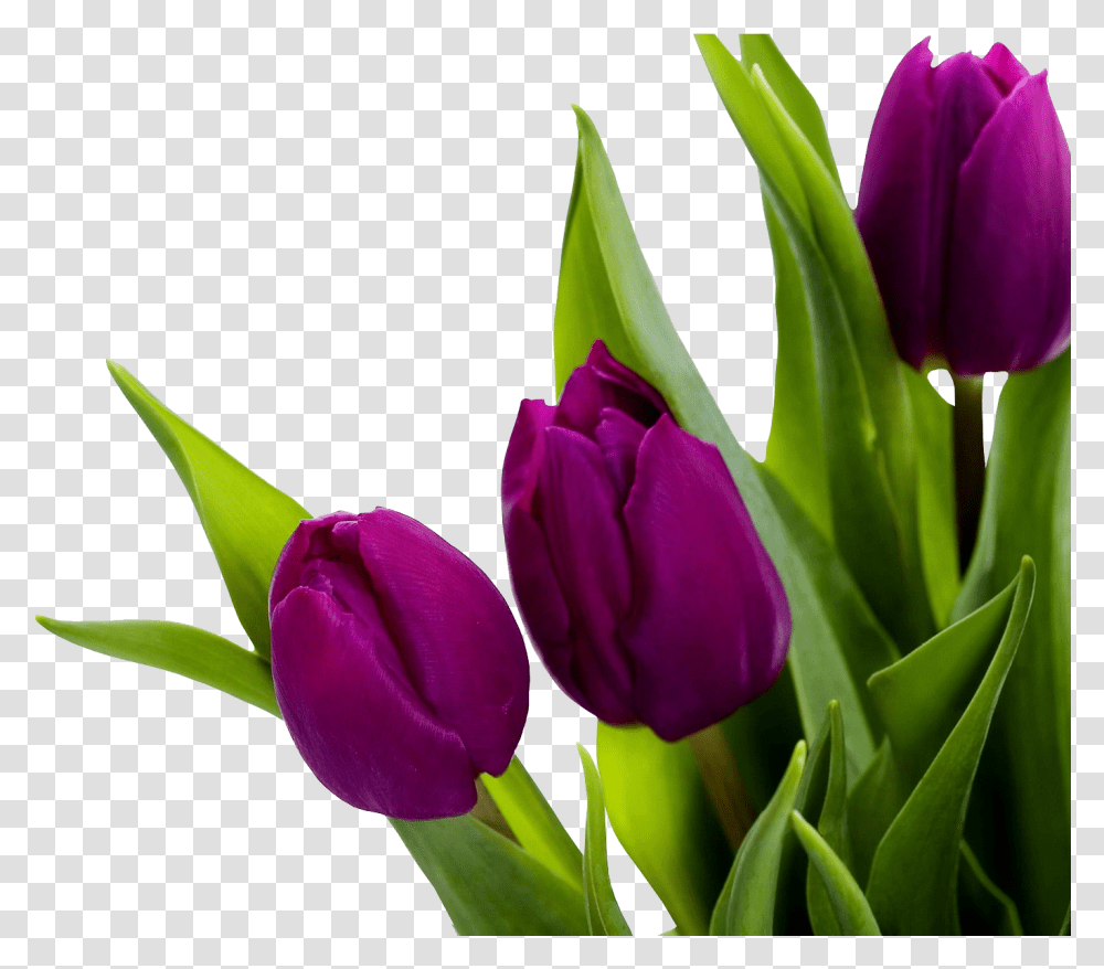 Tulip Images Free Download Purple Tulip Flower Hd, Plant, Blossom Transparent Png
