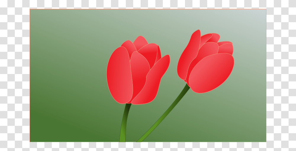 Tulip, Nature, Plant, Flower, Blossom Transparent Png