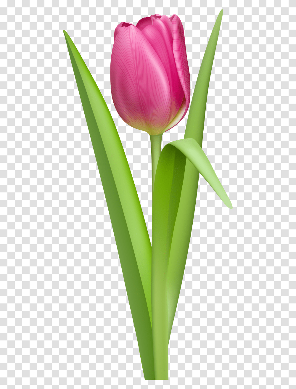 Tulip No Background, Plant, Flower, Blossom, Spoon Transparent Png