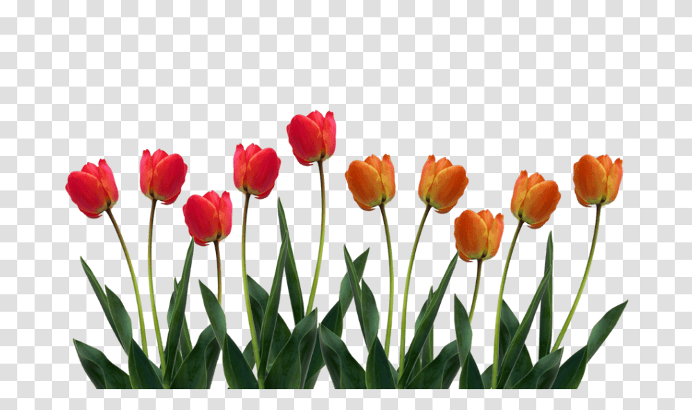 Tulip Pic, Plant, Flower, Blossom, Couch Transparent Png