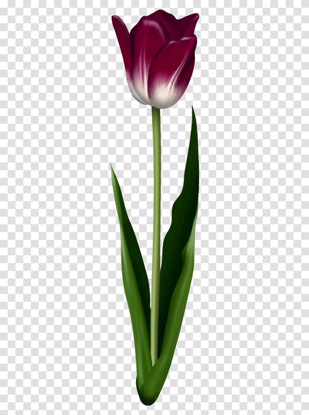 Tulip, Plant, Aloe, Flower, Grass Transparent Png
