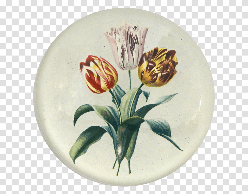 Tulip, Plant, Flower, Blossom Transparent Png