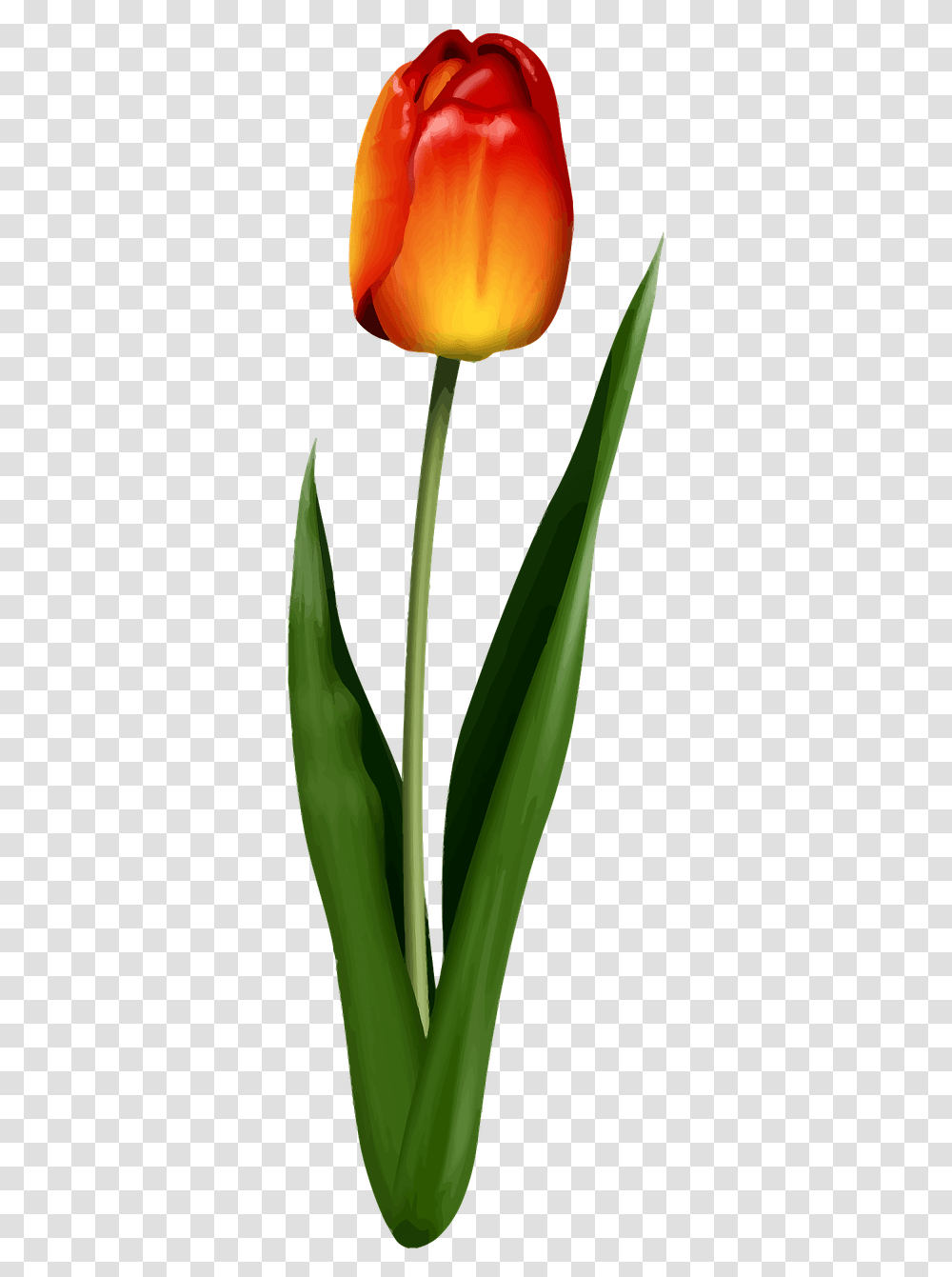 Tulip, Plant, Flower, Blossom, Aloe Transparent Png