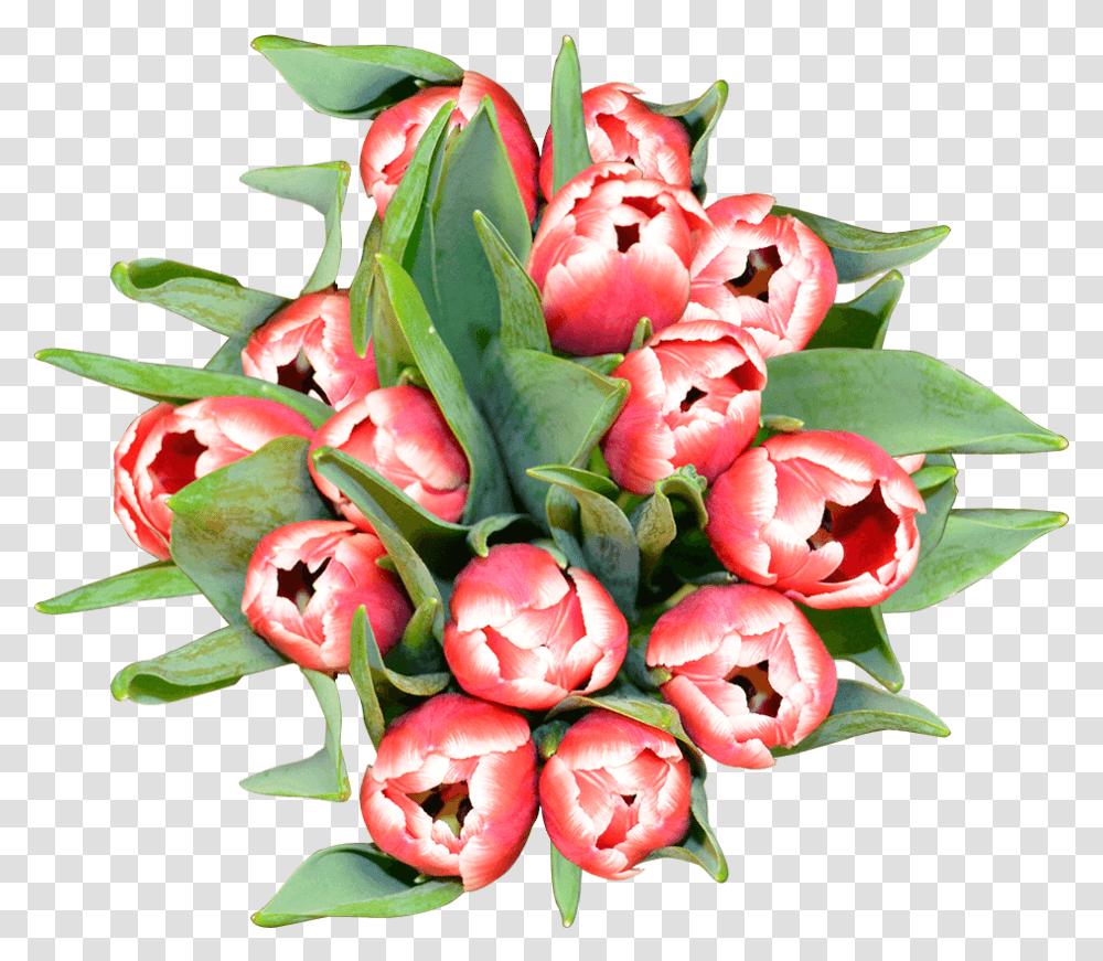 Tulip, Plant, Flower, Blossom, Anthurium Transparent Png
