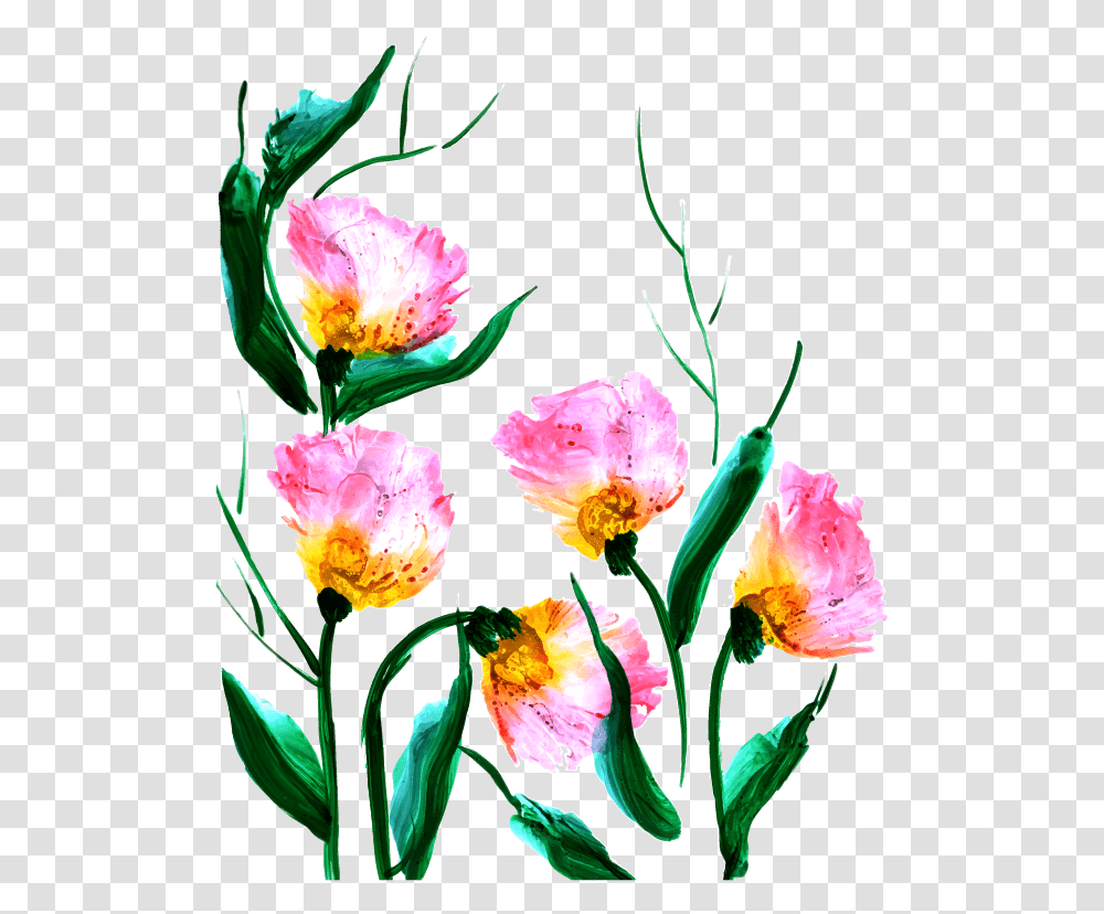Tulip, Plant, Flower, Blossom, Carnation Transparent Png