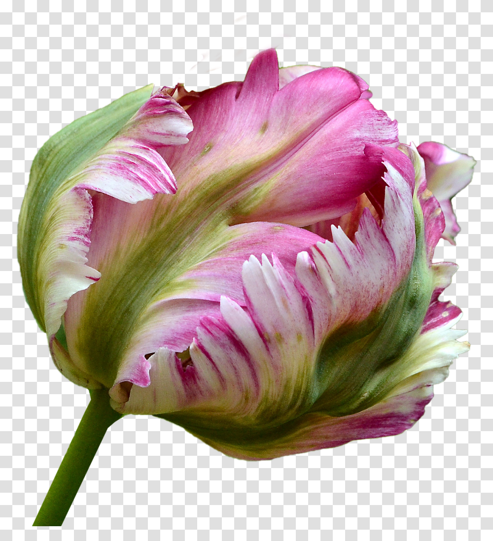 Tulip, Plant, Flower, Blossom, Geranium Transparent Png