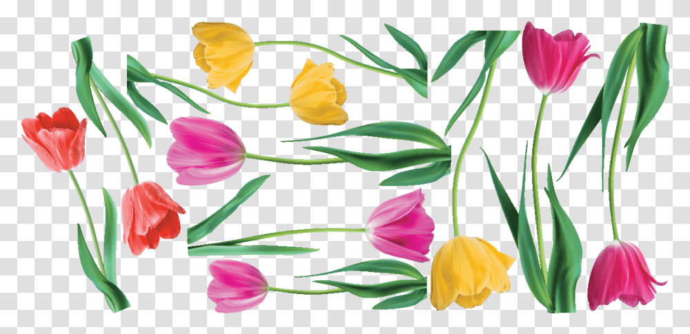 Tulip, Plant, Flower, Blossom, Petal Transparent Png