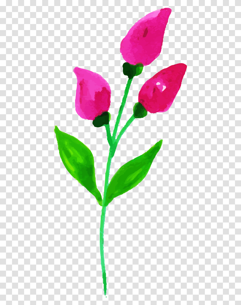 Tulip, Plant, Flower, Blossom, Petal Transparent Png