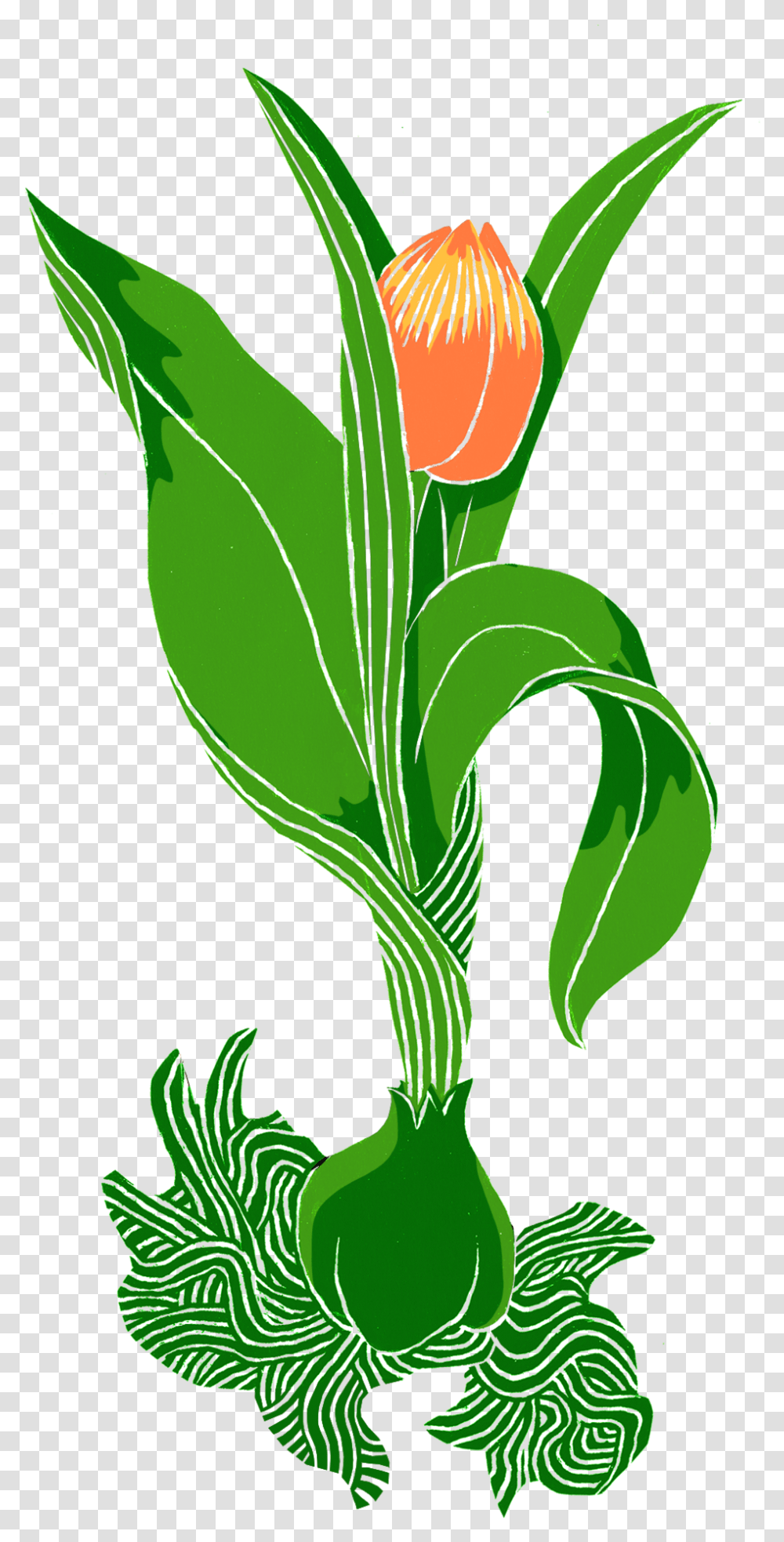 Tulip, Plant, Flower, Blossom, Rose Transparent Png