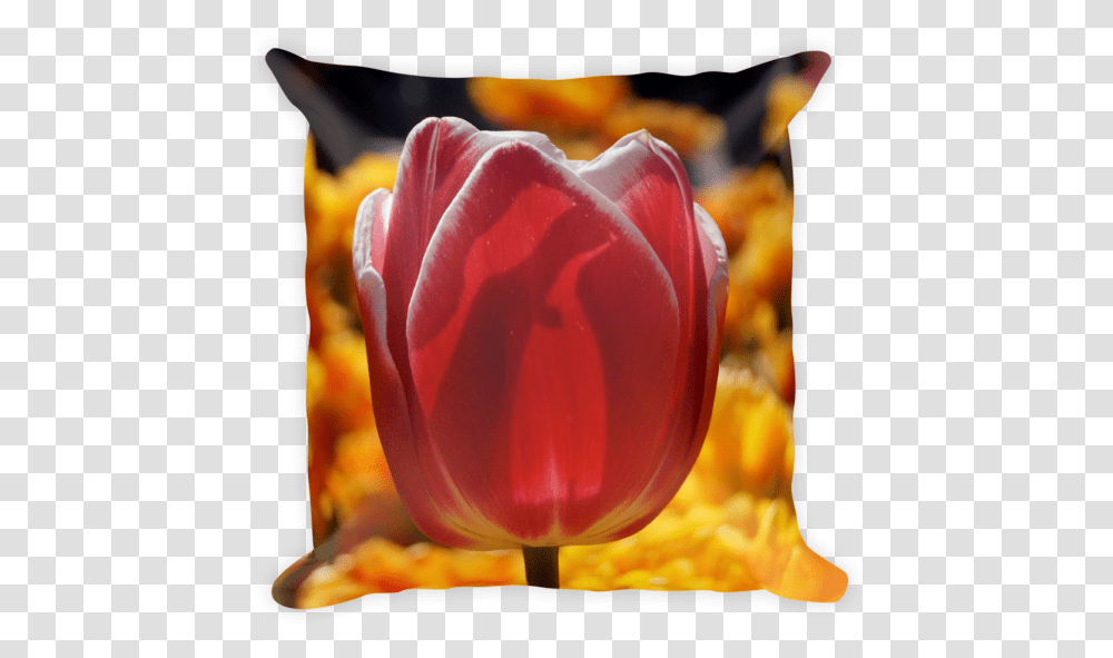 Tulip, Plant, Flower, Blossom, Rose Transparent Png