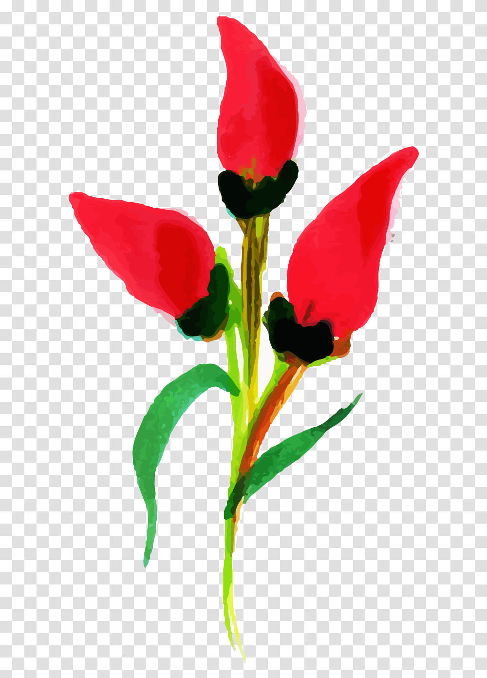 Tulip, Plant, Petal, Flower, Blossom Transparent Png
