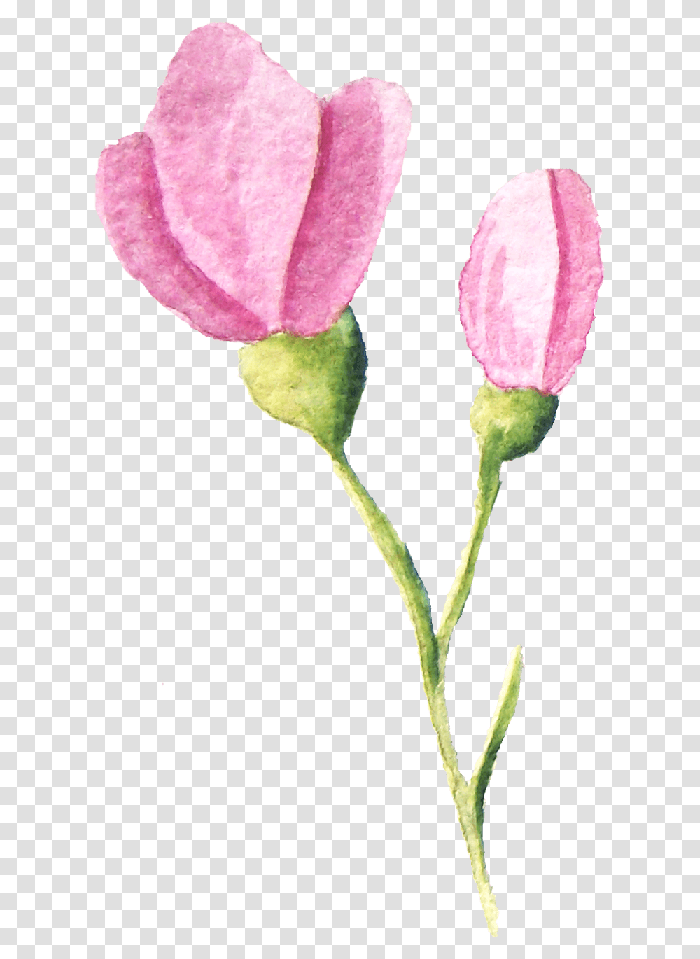 Tulip, Plant, Petal, Flower, Rose Transparent Png