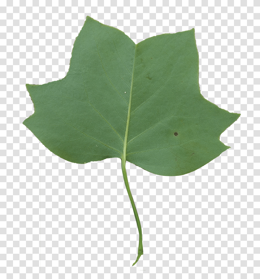 Tulip Poplar Leaf, Plant, Tree, Oak, Annonaceae Transparent Png