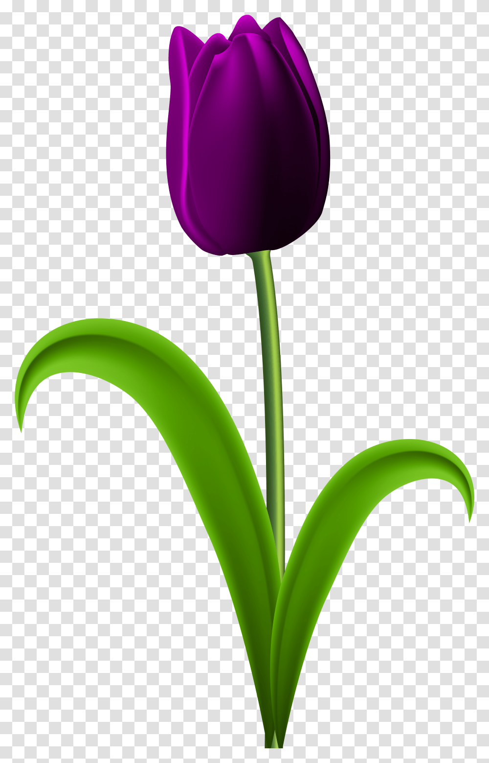 Tulip Purple Purple Tulips Flowers Clipart, Plant, Blossom, Petal Transparent Png