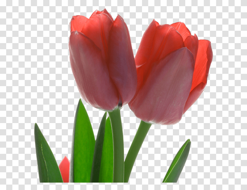 Tulip Red Flower Red Tulip, Plant, Blossom, Rose, Petal Transparent Png