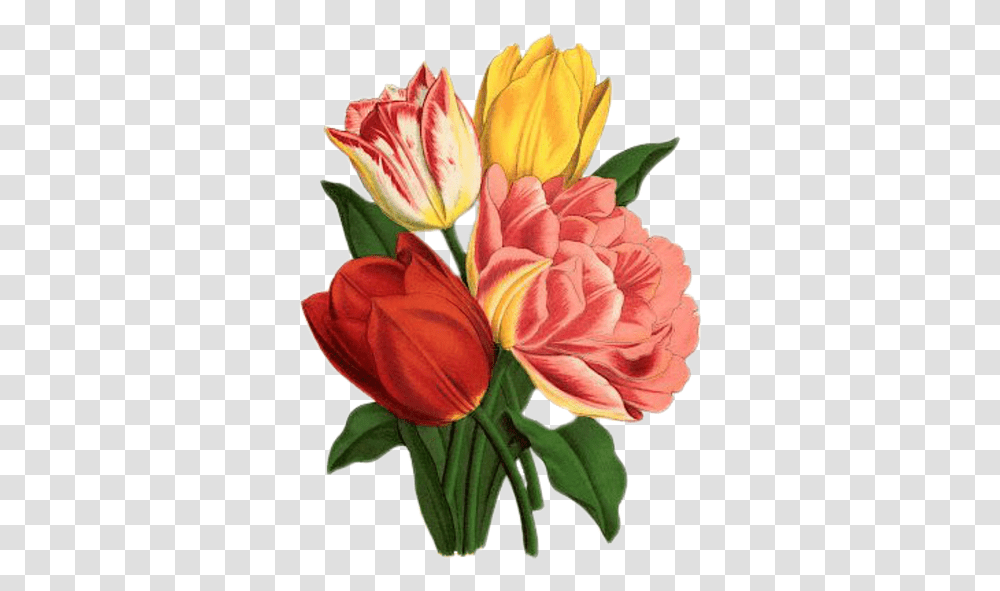 Tulip Rose Vintage Free Image On Pixabay Tulip Flower Vintage, Plant, Blossom, Petal, Dahlia Transparent Png