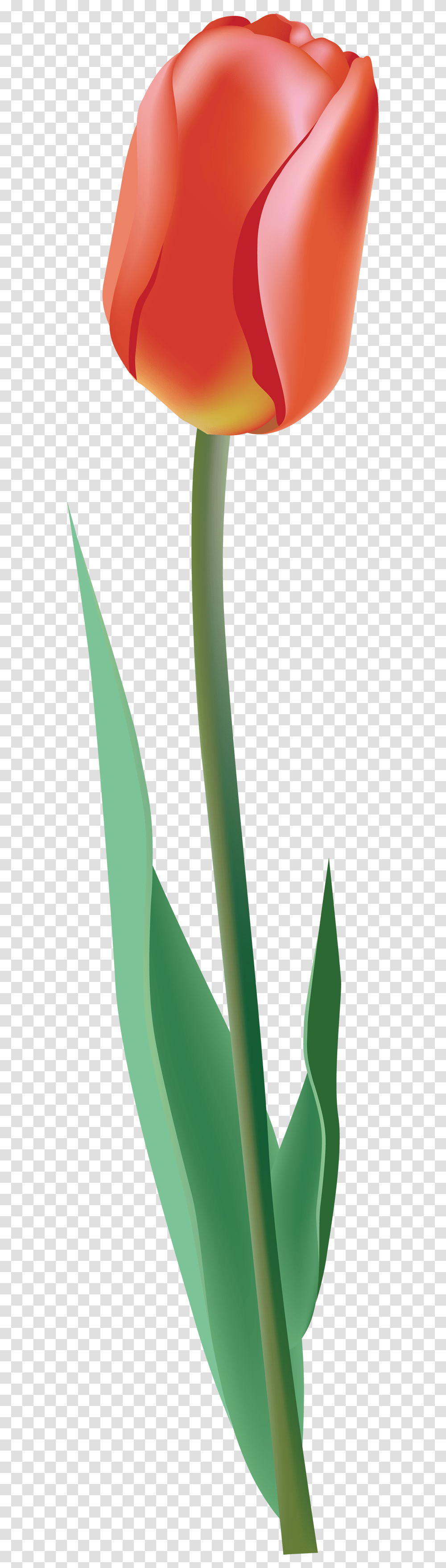 Tulip Single Single Tulip, Plant, Flower, Blossom, Weapon Transparent Png