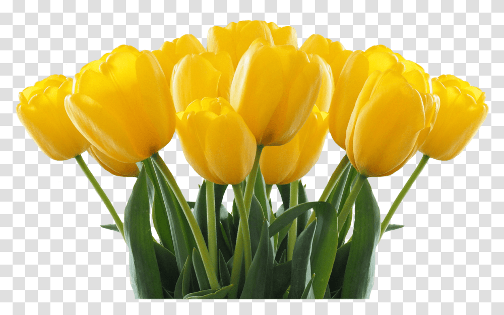 Tulip Sister Birthday Wishes English, Plant, Flower, Blossom Transparent Png