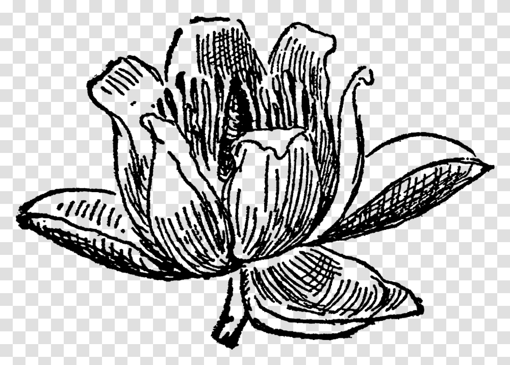 Tulip Tree Flower Blossom Drawing Download Tulip Tree Drawing, Gray, World Of Warcraft Transparent Png