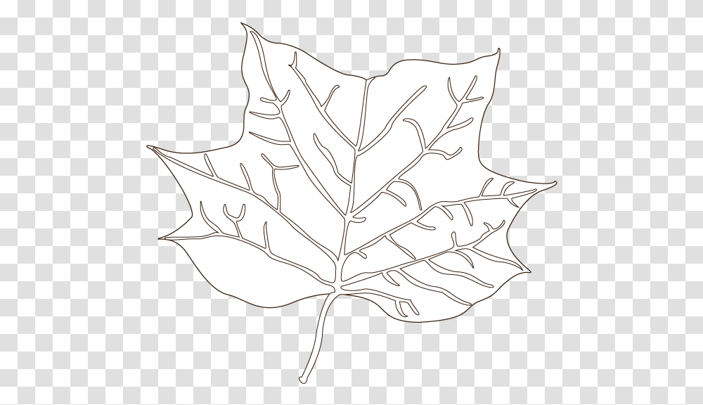 Tulip Tree Leaf Illustration Drawing, Plant, Maple Leaf Transparent Png