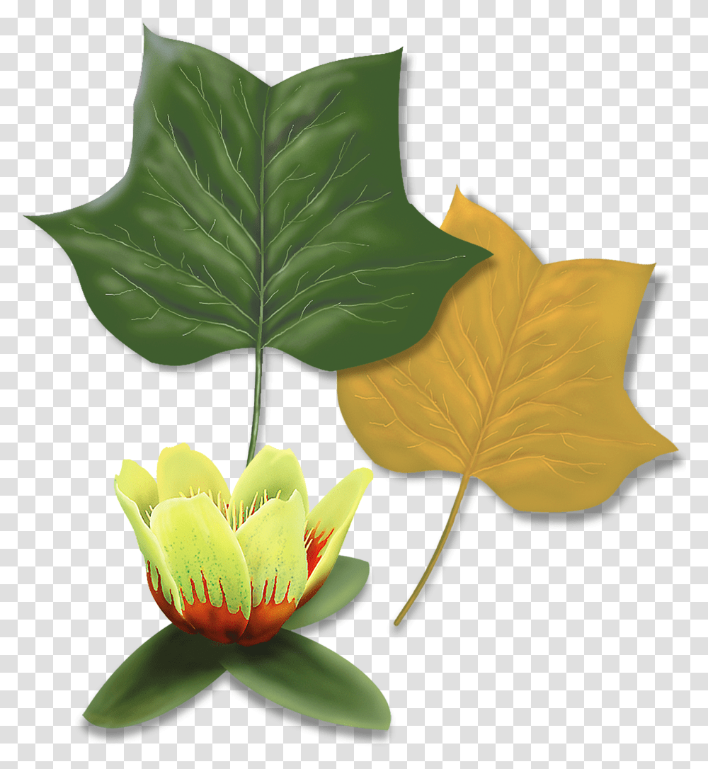 Tulip Tree Maple Leaf, Plant, Flower, Blossom, Pond Lily Transparent Png