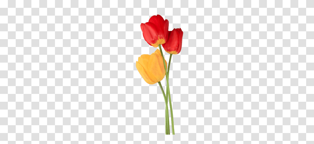 Tulip Trio, Plant, Flower, Blossom, Petal Transparent Png