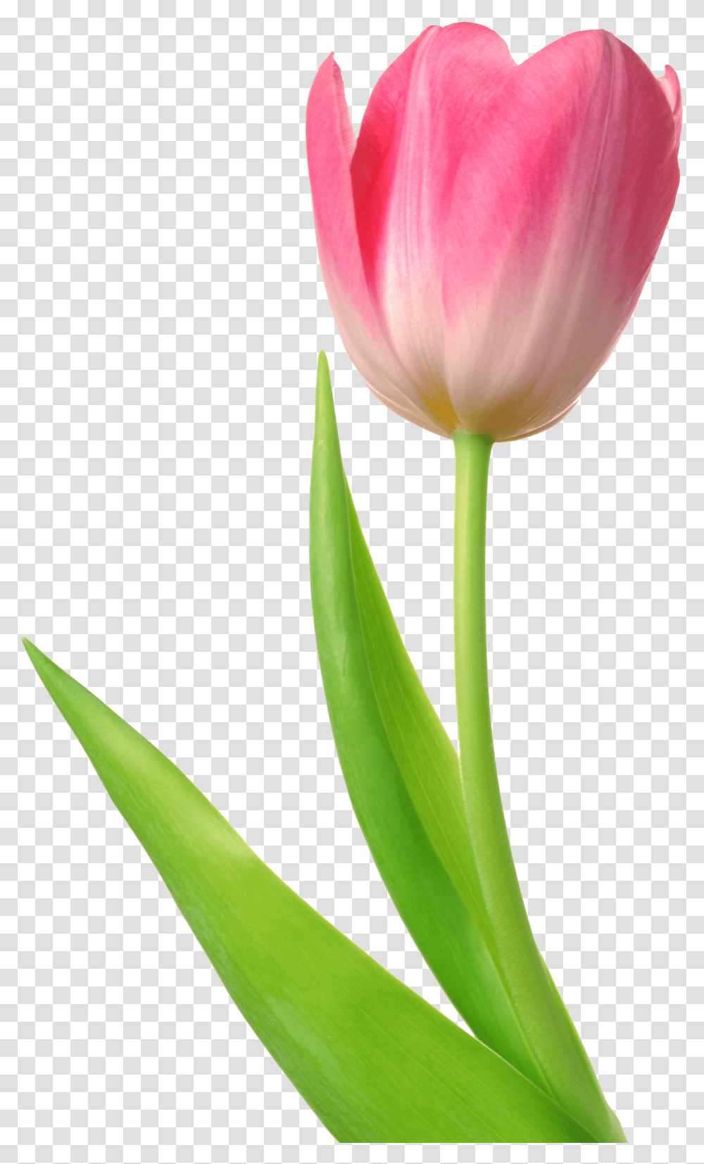 Tulip Tulip, Plant, Flower, Blossom Transparent Png