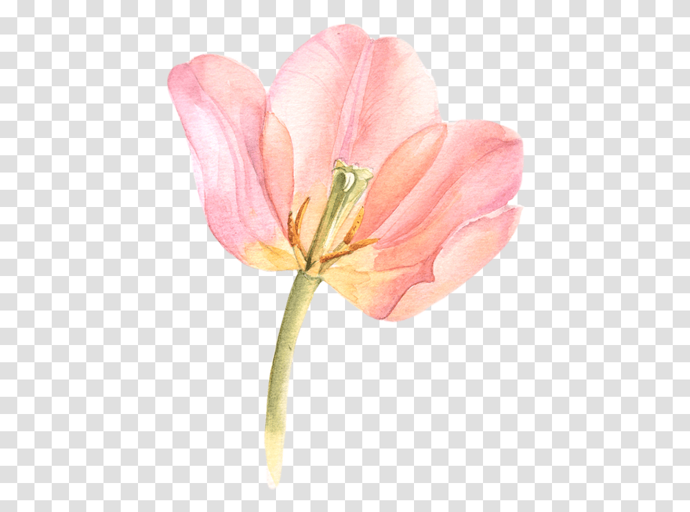 Tulip Watercolor Black And White Library, Plant, Flower, Blossom, Petal Transparent Png