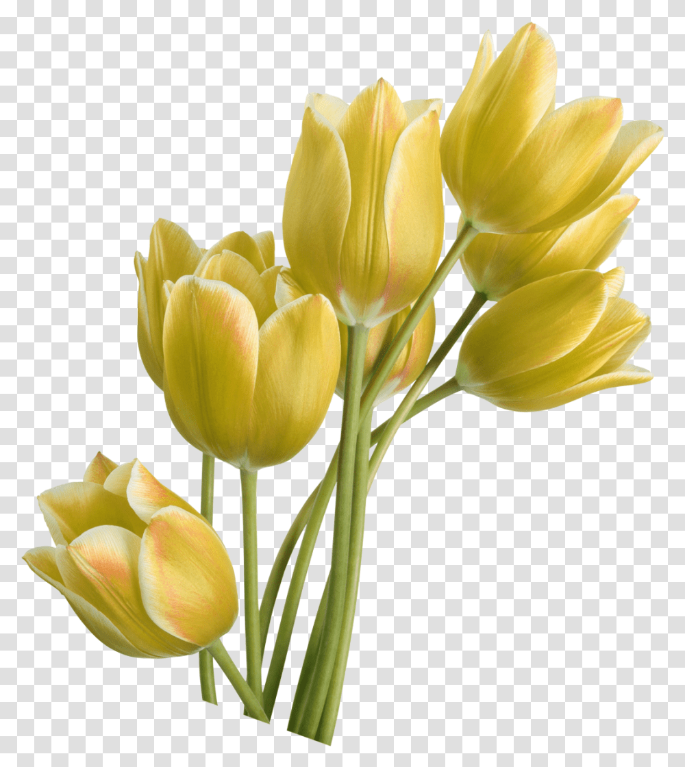 Tulip Yellow Flower, Plant, Blossom, Flower Arrangement, Flower Bouquet Transparent Png