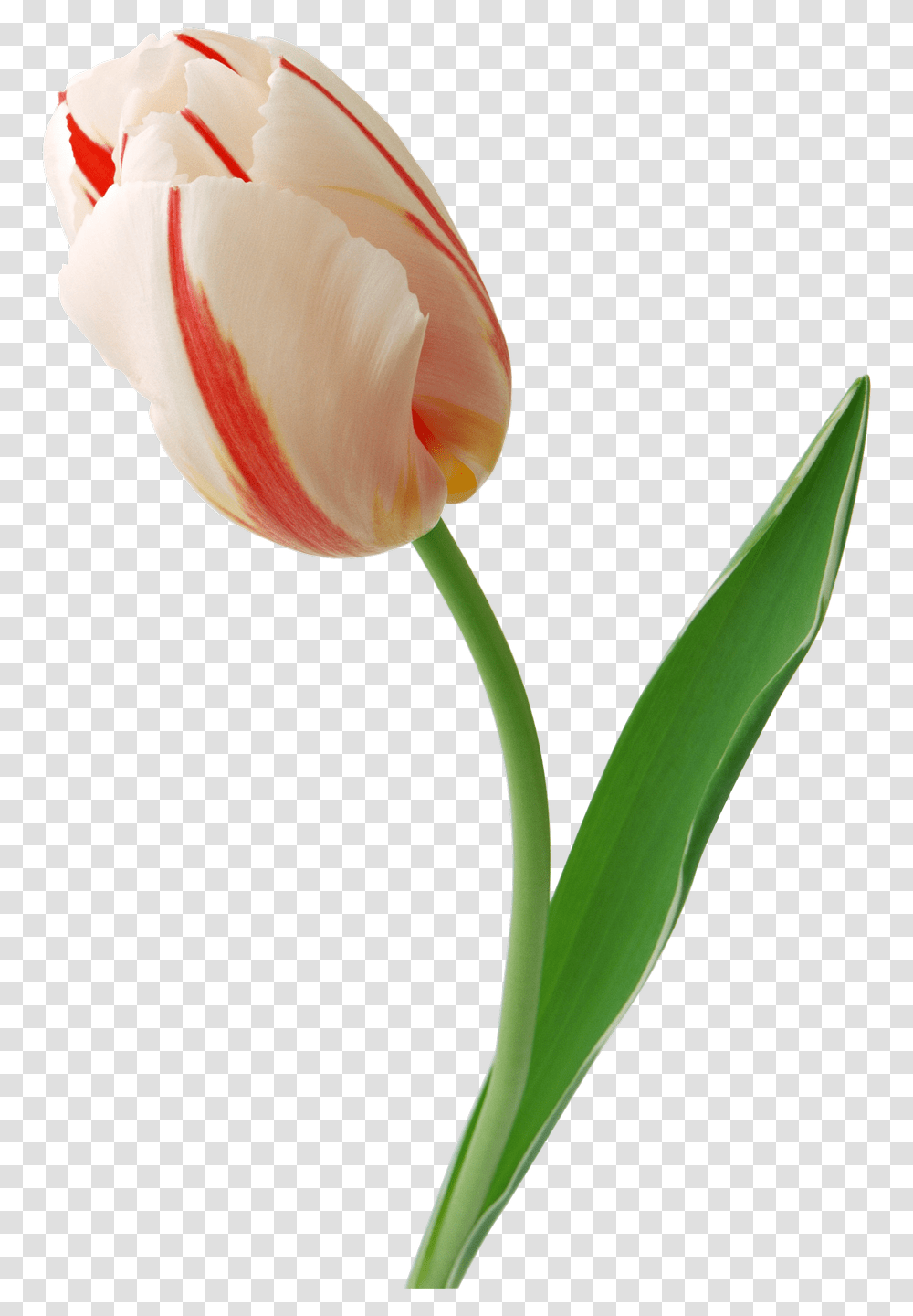 Tulip You, Plant, Flower, Blossom, Petal Transparent Png