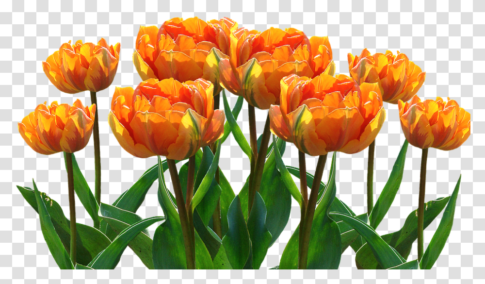 Tulipa Laranja, Plant, Flower, Blossom Transparent Png