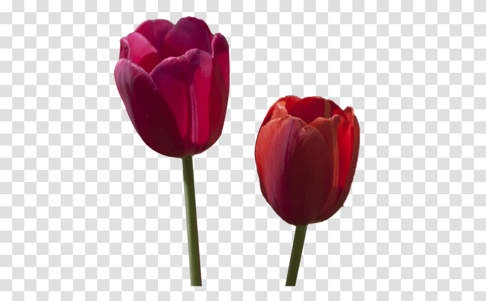 Tulipanes Rojos Pintados En Oleo En Grande, Plant, Flower, Blossom, Rose Transparent Png