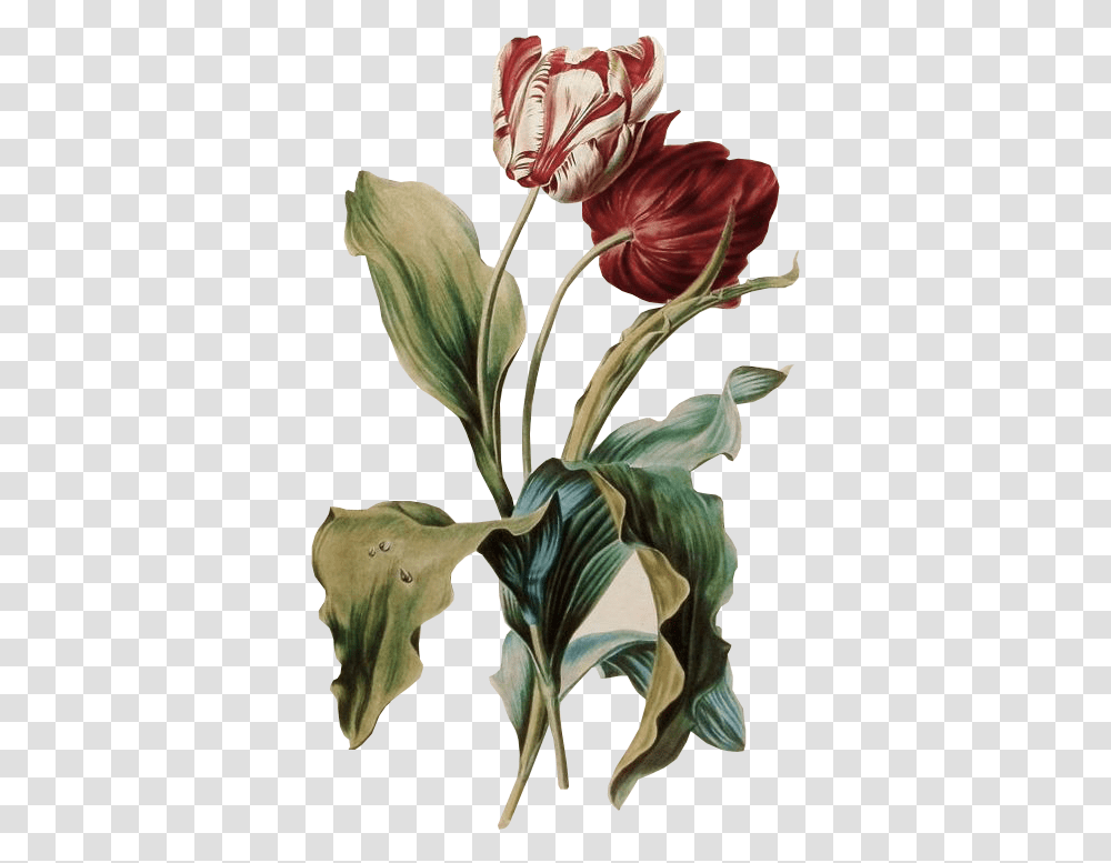 Tulipe Des Jardins Gerard Van Spaendonck, Plant, Flower, Blossom, Amaryllis Transparent Png