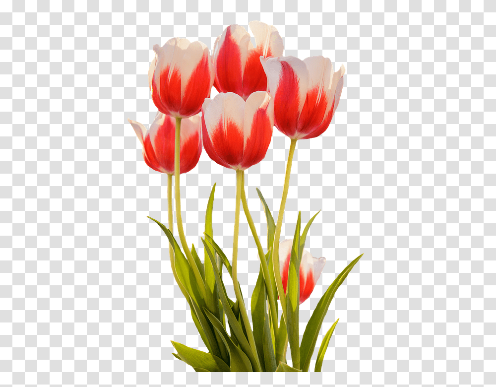 Tulips 960, Flower, Plant, Blossom, Flower Arrangement Transparent Png