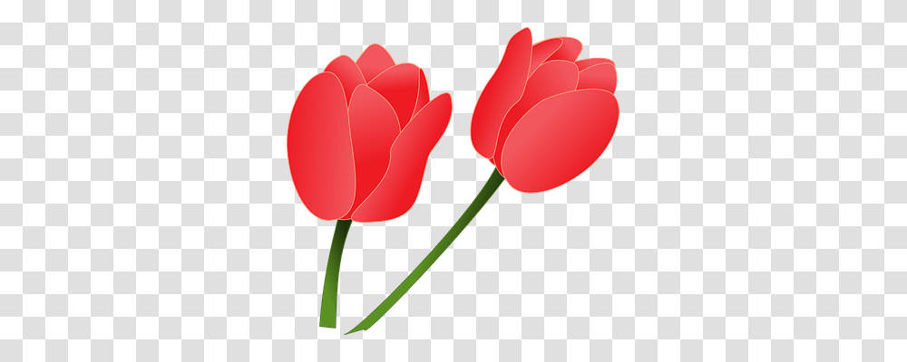 Tulips Nature, Plant, Flower, Blossom Transparent Png