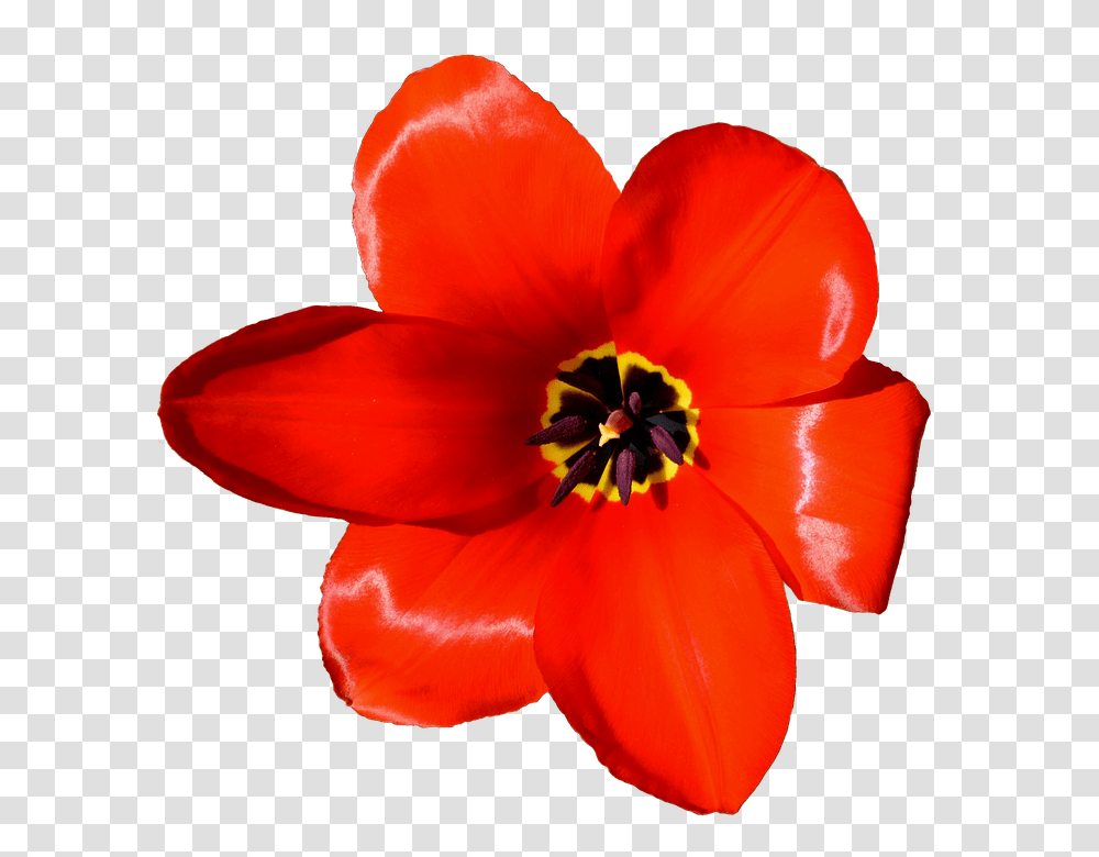 Tulips 960, Flower, Plant, Pollen, Geranium Transparent Png