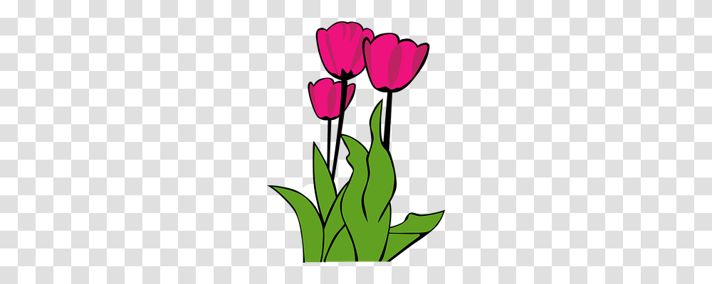Tulips Nature, Plant, Petal, Flower Transparent Png